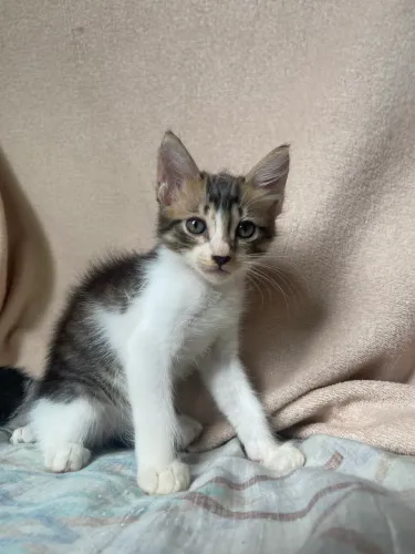 Adoção de Gatinho