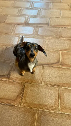 Dachshund Merle Macho / Procuro fêmea para cruzar