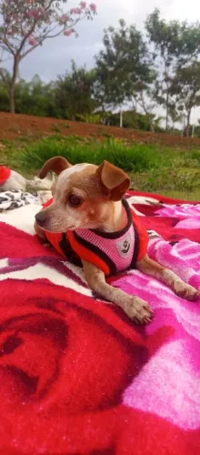Cobertura para minha pinscher