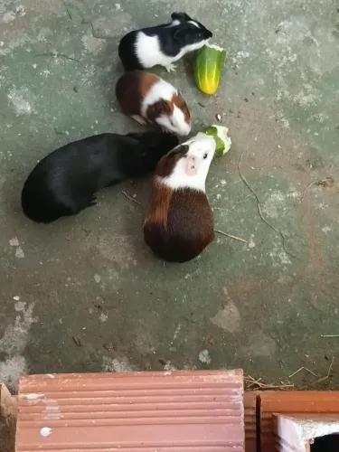 Pets prea