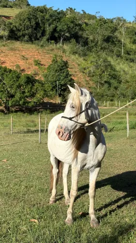 Cavalo castrado de sela 