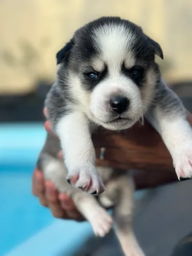 Husky Siberiano - Macho 