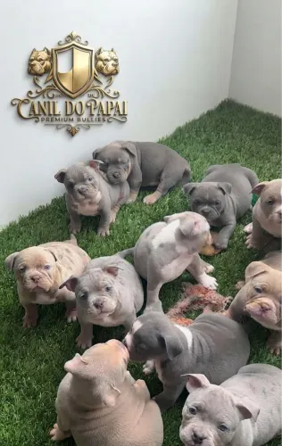 American bully a partir de 1999