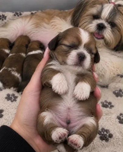 Filhotes para doação raça shih tzu