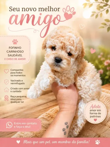 Poodle machinho filhote