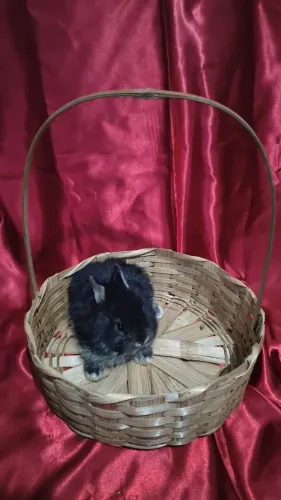 Vende-se filhotes de mini coelhos Netherland