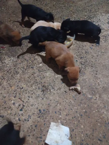 Estou doando esses filhotes 