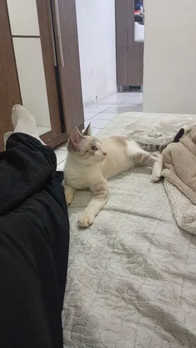 Gato para doação