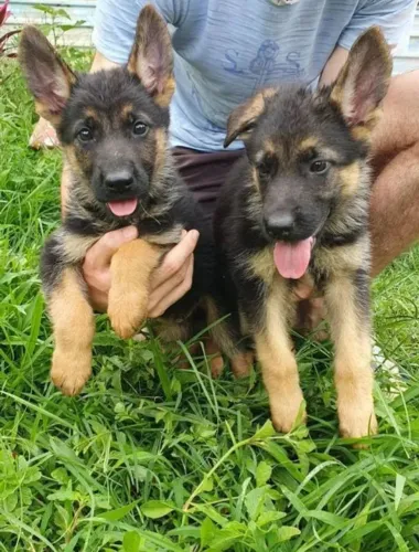 Filhotes de pastor alemão alto padrão pedigree e microchip