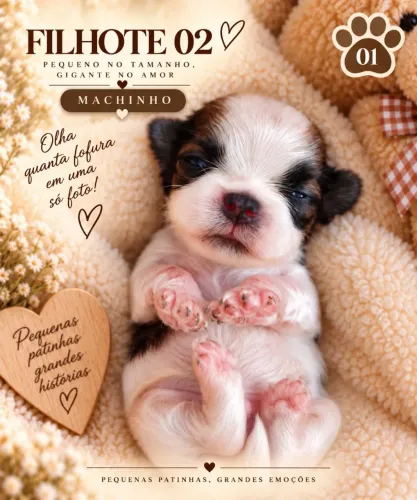 Mini Shih Tzu puro pequeno porte raro