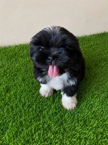 Cachorro