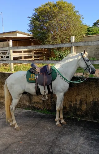 Sela australiana