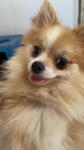 Spitz alemão fêmea