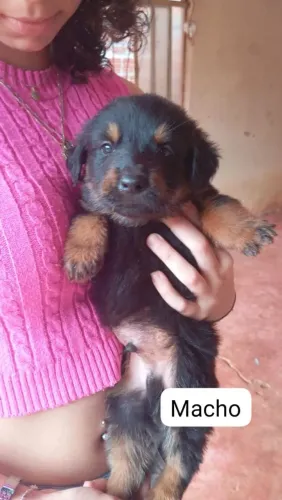 Vende-se filhotes de pastor alemão com rottweiler