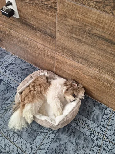 Procura se namorada