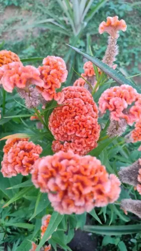Sementes de celosia cristata 