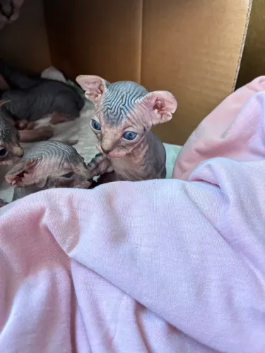 Gato Sphynx Inteiro (não castrado)