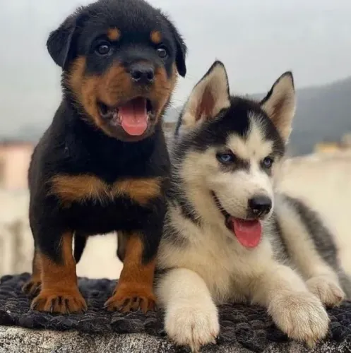 Rottweiler Presença que vira rotina boa