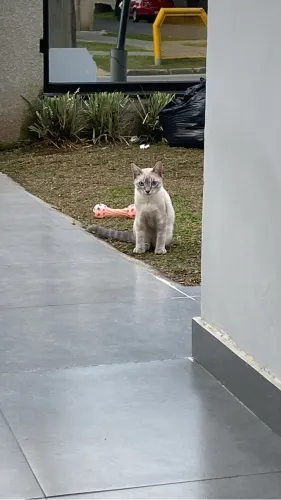 Gato para doação 