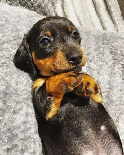 Dachshund Femea salsicha preta e canela 