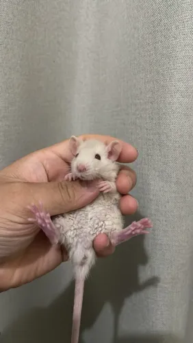 Vendesse ratos Twister macho
