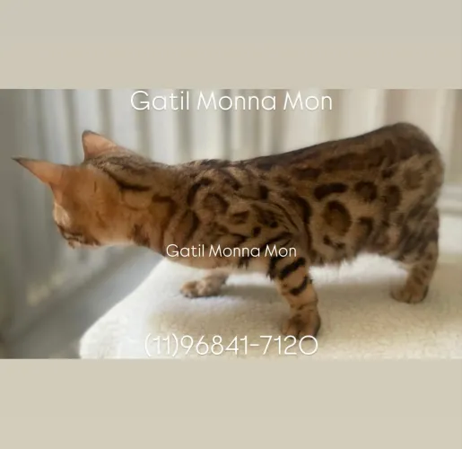 Bengal Fêmea Fotos Reais e Atuais