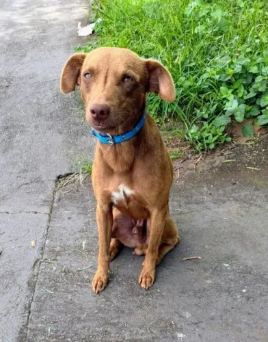 Adoção Responsável 