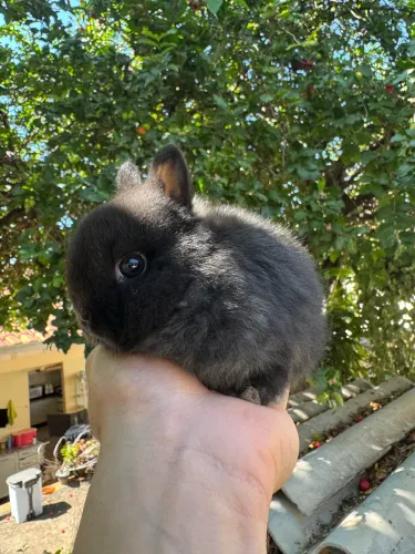 Coelho anao netherland dwarf
