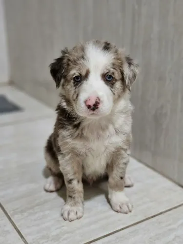 Border Collie 