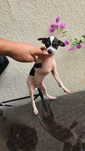 Pinscher