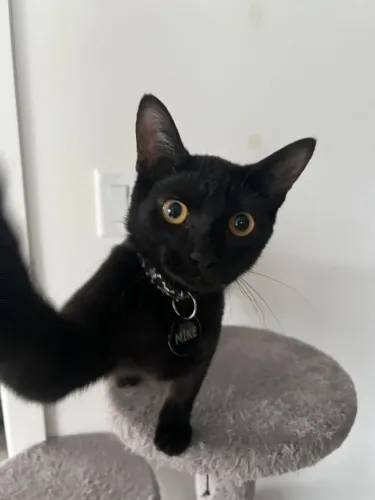 Gato