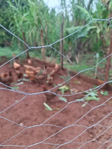 Galinha caipira
