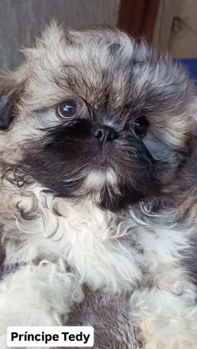 Shih Tzu mageli dogs ?