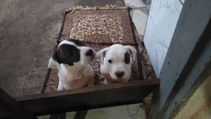 Pit 3 meses vacinado 