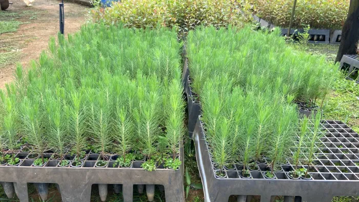 Mudas de Pinus 
