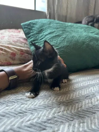 Gatinhos recém nascidos 