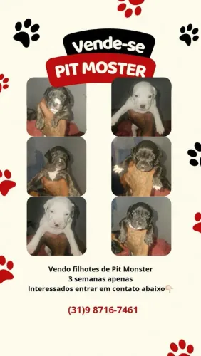 Vende-se pitmonster filhote 