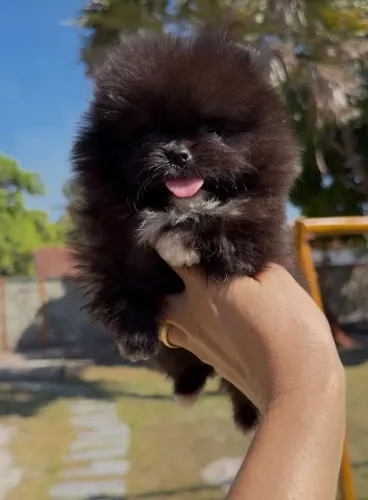 Spitz Alemão Anão, Lulu Da Pomerania Anão