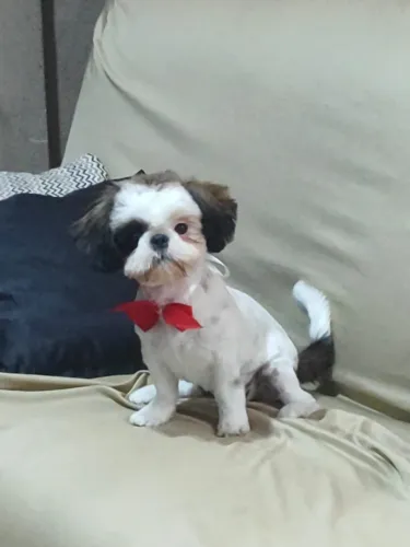 ? Shih Tzu fêmea - 11 meses