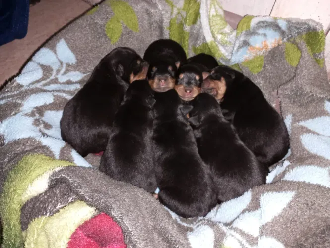 Pets filhotes