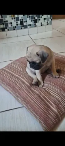 Pug fêmeas disponível pra venda