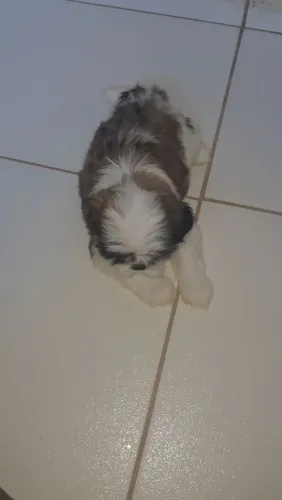 Shih tzu