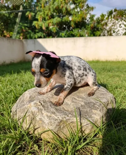 Pinscher Fêmea Linda e Encantadora