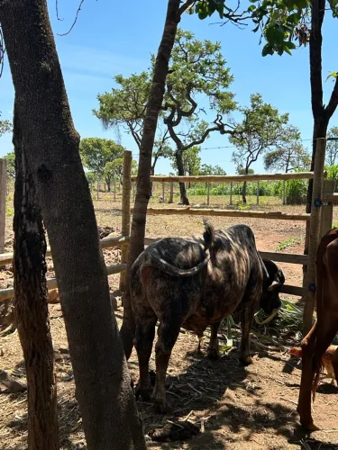 Vende-se boi da raça Aberdeen-Angus vacinado e bem cuidado