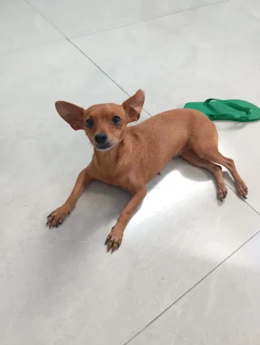 Pinscher N 2, 3anos fêmea 