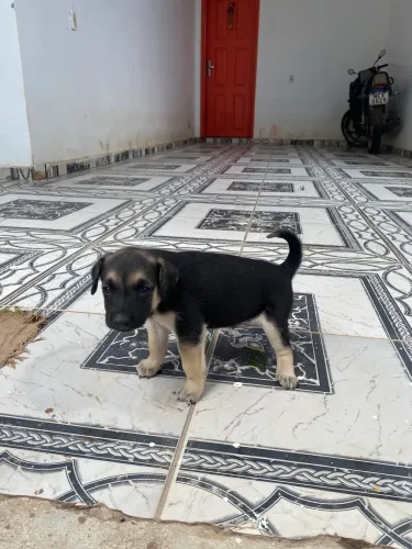 Bebê para adoção ?fêmea? 