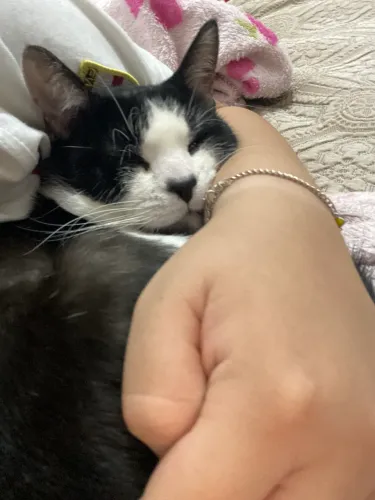 Doação responsável de gato