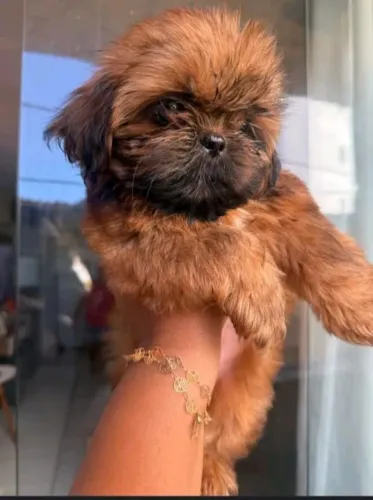 Vendo cachorro shiatsu chocolate macho