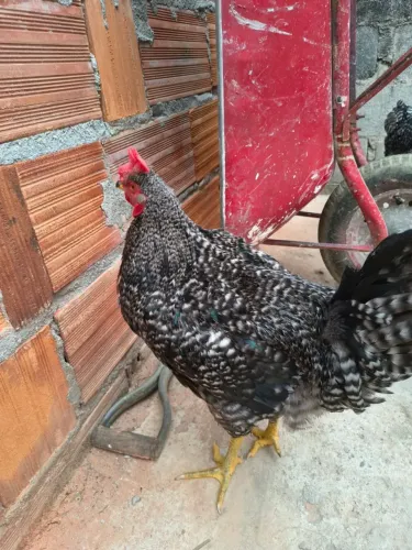 Vende-se dois galos pedrês