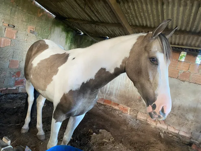 Cavalo mangalarga à venda